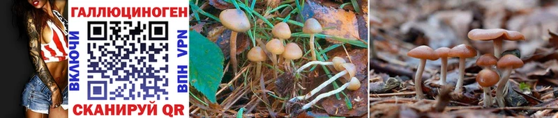 даркнет сайт  Купино  Псилоцибиновые грибы Psilocybe 
